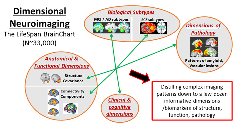 ABIL Dimensional Neuro Imaging Graphic